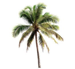 Isolated palm tree, tropical, summer