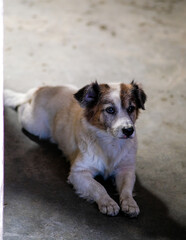 White and brown senior dog lying down in the floor.