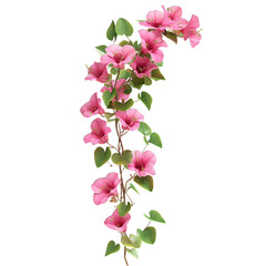 Pink Bougainvillea Vine Flowers Isolated Black Background Life Card Stem Plant  