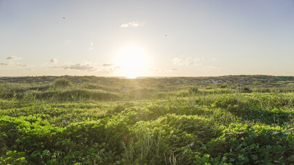 Naklejka premium A golden sunset over a vast field of tall grass. The sun is partially obscured by clouds, casting a warm glow over the landscape. The horizon is marked by a distant body of water.