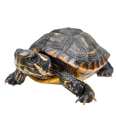 Obraz premium Adorable baby turtle isolated on black background