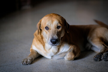 Little brown dog sitting in the floor.