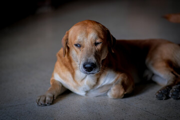 Little brown dog sitting in the floor.