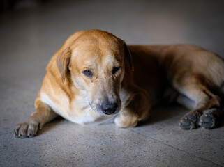 Little brown dog sitting in the floor.