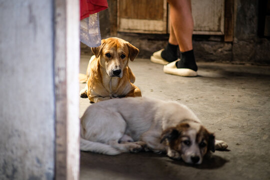Two dogs lying down in the dirty kitchen floor.