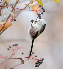 Long-tailed tit, Aegithalos caudatus. A bird eats a berry by clinging to a branch with one foot © Юрій Балагула