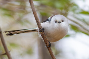 Long-tailed tit, Aegithalos caudatus. A bird sits on a branch and stares into the lens