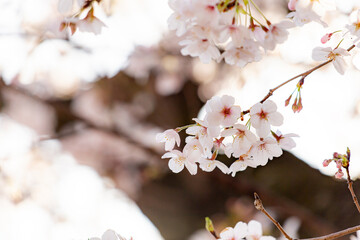 春の日差しを浴びる桜