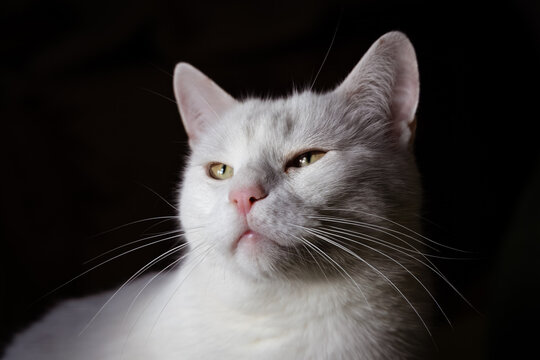 Close-up of a white cat portrait with a black background. A cute white male cat portrait with green eyes.