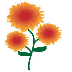 orange flower isolated on white background