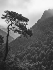 Lone Tree Silhouette