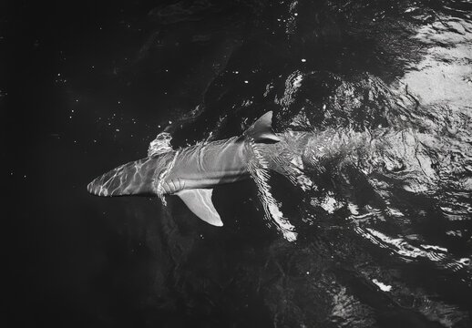 A shark is swimming in the water