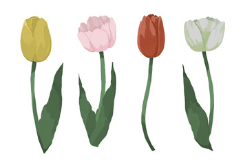 チューリップのイラスト素材