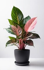 House plants aglaonema in a black plastic pot on a white background.