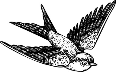 Decorative swallow bird sketch. Hand-drawn vector illustration. Vintage flying bird. NOT AI generated