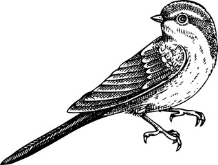 Obraz premium Decorative swallow bird sketch. Hand-drawn vector illustration. Vintage flying bird. NOT AI generated