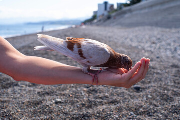 A young grey-brown pigeon sits on a woman's outstretched hand and eats sunflower seeds from her palm on the sea beach on a sunny day. Trust between a human and a bird