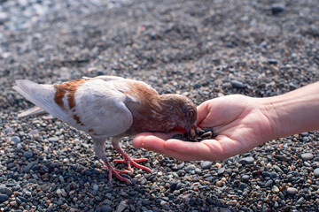 A young grey-brown pigeon eats sunflower seeds from a woman's outstretched palm on the sea beach on a sunny day. Trust between a human and a bird