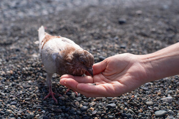 A young grey-brown pigeon eats sunflower seeds from a woman's outstretched palm on the sea beach on a sunny day. Trust between a human and a bird