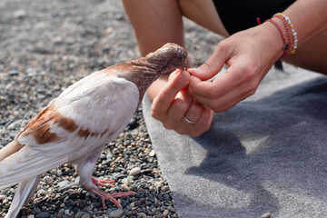 A young grey-brown pigeon eats sunflower seeds from a woman's outstretched palm on the sea beach on a sunny day. Trust between a human and a bird