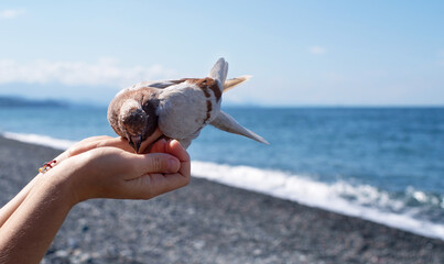 A young gray-brown pigeon sits on a woman's outstretched hand and eats sunflower seeds from her palm against the blue sky on the beach on a sunny day. Trust between a person and a bird