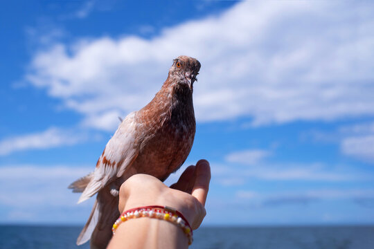 A young grey-brown dove sits on a woman's outstretched hand against a blue sky with clouds and the sea on a sunny day. Trust between a person and a bird