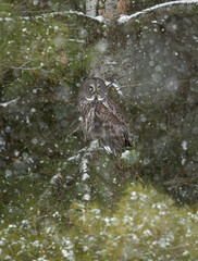 Great grey owl perched in a tree in the falling winter snow in Canada