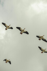 A flock of birds soaring through an open sky, creating a dreamy and cinematic scene. A poetic and minimalistic image evoking freedom, movement, and the serenity of nature.
