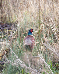 A male cock Pheasant in reeds at rivers edge on 29 January 2025