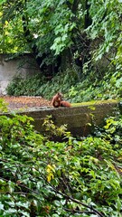 Eichhörnchen in der Stadt
