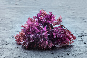 Irish sea moss, Chondrus crispus, edible seaweed, purple, on a black slate background, a close-up