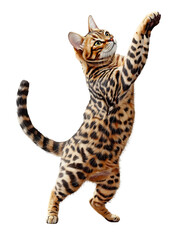 Energetic Bengal Cat Dancing on Plain White Isolated Background