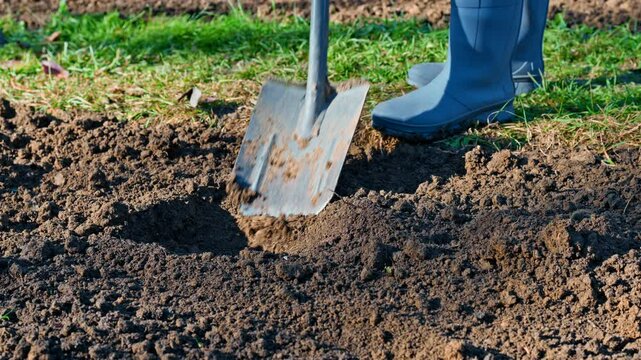 Digging a hole in a garden bed using spade. Close up. Preparing soil for planting. Spring in the garden.
