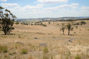 A severe drought affecting farmland, with cracked earth and wilted crops under a scorching sun.