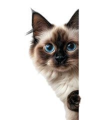 Ragdoll Cat Peering Curiously from Behind White Backdrop