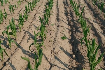 A severe drought affecting farmland, with cracked earth and wilted crops under a scorching sun.