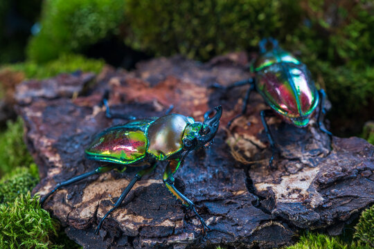 Male and female beetle stag. Rainbow stag beetle. Phalacrognathus muelleri, Mueller's stag beetle. Collect Area in Australia.