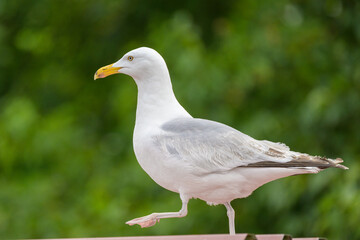 A European Herring Gull walking on a roof