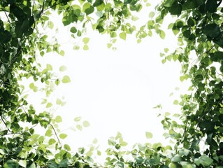 Obraz premium Green Leafy Tree