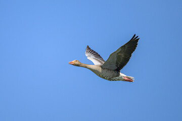Greylag goose in flight on a sunny day in springtime