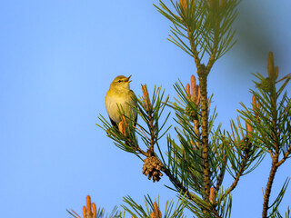 A Willow Warbler sitting on a twig