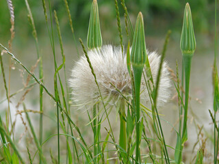 Pusteblume
