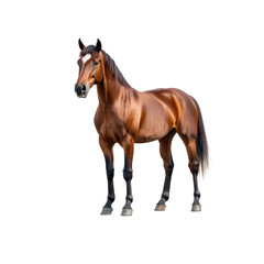 Obraz premium Majestic Brown Horse Standing Proud with Shiny Coat and Strong Legs