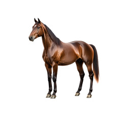 Obraz premium Majestic Brown Horse Standing Gracefully on Isolated Background