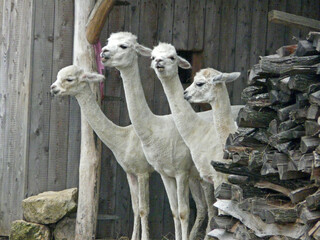 Alpakas