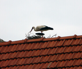Storch beim Nestbau