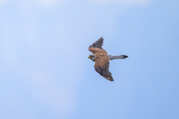 A Common Kestrel in flight on a sunny day in summer