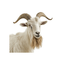 Obraz premium Majestic White Goat with Curly Horns on a White Background