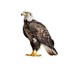 Obraz premium Majestic Bald Eagle Perched Confidently on a Rock Against White Background