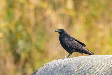 A Northern Raven sitting on a straw bale